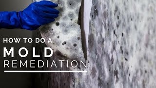 How To Do a Mold Remediation In Your Home [upl. by Spring]