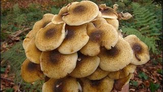 Armillaria mellea  PUZA [upl. by Wills]