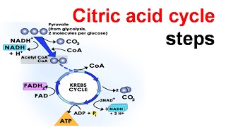 Citric acid cycle biochemistry [upl. by Otilegna]