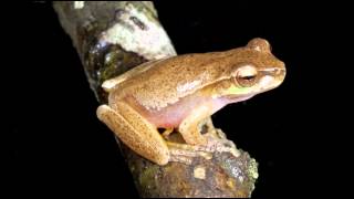 Frog Calls Queensland [upl. by Cost346]