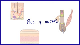 ANATOMIA  Piel y anexos folículo piloso uñas y glándulas  BLASTO [upl. by Aelber]