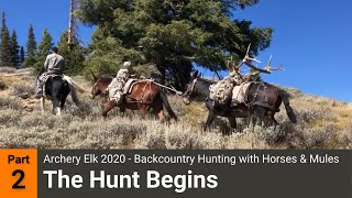 Archery Elk 2020  Backcountry Hunting with Horses amp Mules Part 2  The Hunt Begins [upl. by Lear]