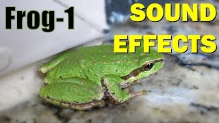 Frog Sound 1  Sound Effects [upl. by Philps483]