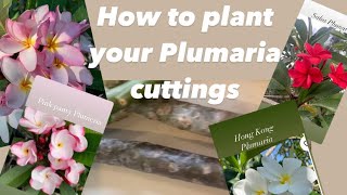 How to Plant Plumaria cuttings Rooting up frangipani cutting Plumeria care amp when to plant PART 2 [upl. by Effie433]