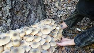 Armillaria Mellea  Foraging Edible Honey Mushrooms in Coastal California [upl. by Enilorak]