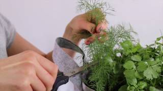 How to Harvest Dill [upl. by Assenahs]