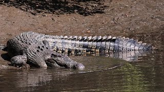 Mowbray River Saltwater Crocodile [upl. by Ahsietal]