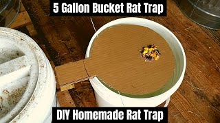 5 Gallon Bucket Rat Trap  DIY Homemade Rat Trap [upl. by Vincents]