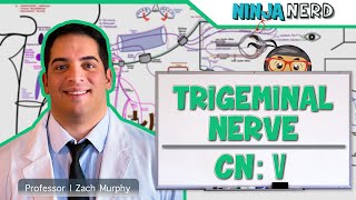 Neurology  Trigeminal Nerve Cranial Nerve V [upl. by Sitrik]