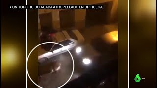 Polémica en Brihuega atropellan hasta la muerte a un toro tras escaparse de un encierro [upl. by Virgy]