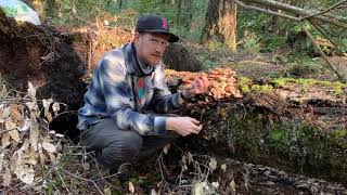 Foragers Advice on Honey Mushrooms  Armillaria Mellea at Salt Point State Park California [upl. by Winser]