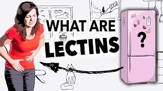 What Are Lectins [upl. by Thorlie]