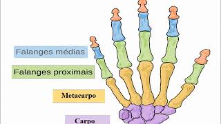 Anatomia do Esqueleto Humano [upl. by Sucrad]