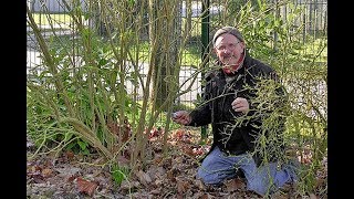 COMMENT BIEN TAILLER UN ARBRE À PAPILLONS [upl. by Ruosnam]