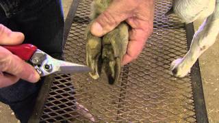 How to Trim Goat Hooves [upl. by Ahseral]