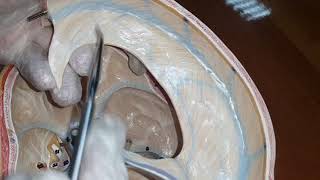 Anatomy  Meninges amp Dural Venous Sinus  Lab demo  Dr Yusuf [upl. by Ihcas]