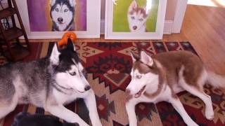 Mishka the Talking Husky and Laika Debate Art  SUBTITLED [upl. by Ecinna]