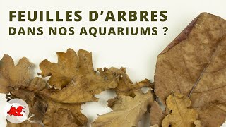 Des feuilles darbre dans votre aquarium [upl. by Aiyn587]