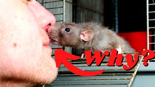 Amazing Rat Behaviors [upl. by Yhotmit536]