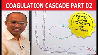 Coagulation Cascade  Part 212 [upl. by Ogirdor878]