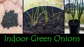 Growing Green Onions Indoors [upl. by Ydnolem]