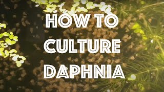 How To Culture Daphnia Magna [upl. by Durtschi]