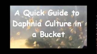 How to culture daphnia outside [upl. by Thisbe]