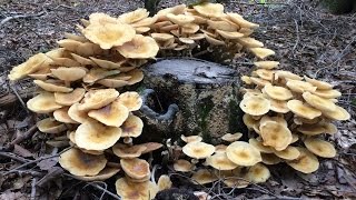 Foraging Edible Honey Mushrooms  Identifying and Cooking Armilleria Mellea [upl. by Introc]