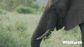 WildEarth  Sunset Safari  10 January 2024 [upl. by Hauser]