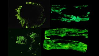 Armillaria bioluminescence with timelapses [upl. by Morez]