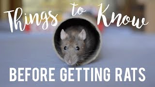 Rat Care For Beginners [upl. by Acinnor]