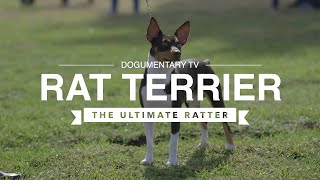 ALL ABOUT RAT TERRIERS THE ULTIMATE RATTER [upl. by Nomed144]