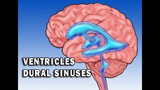 Circulation in Ventricles and Dural Sinuses [upl. by Hedges493]