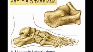 Articulación del tobillo [upl. by Melany204]