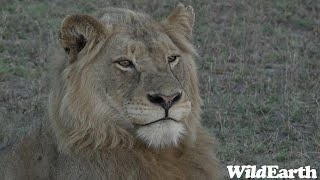 WildEarth  Sunrise Safari  26 January 2024 [upl. by Aleibarg]