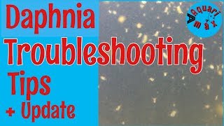 How to a Troubleshoot a Daphnia Culture [upl. by Riatsala799]