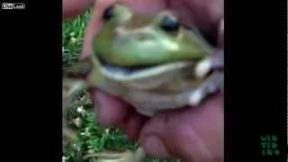 Funny Screaming Frog Compilation [upl. by Llerroj]