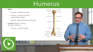 Humerus Characteristics amp Parts – Anatomy  Lecturio [upl. by Anahsirk]