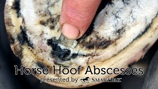 Horse Hoof Abscesses [upl. by Putscher]