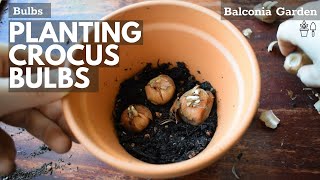 How to Plant Crocus Bulbs Corms Into Containers or Pots 🌿 Balconia Garden [upl. by Chretien]