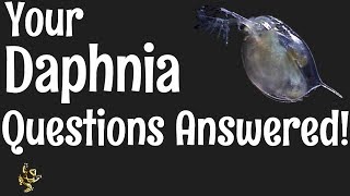 Daphnia Questions Answered [upl. by Avitzur6]