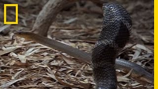 Cobra vs Rat Snake  National Geographic [upl. by Ehtyde438]