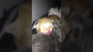 Week old kitten hisses and spits [upl. by Mlehliw]