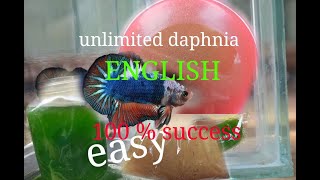 daphnia moina culture Easy way Unlimited production English  with sub Green water Chlorella [upl. by Feinberg331]