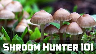 ShroomHunter 101 Identify Wild Magic Mushrooms Psilocybin [upl. by Mages]