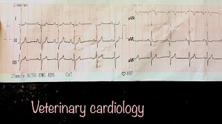 Electrocardiography Basics in veterinary cardiology [upl. by Bricker]