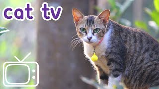 Cat TV película para gatos a mirar  NUEVO 2020 [upl. by Eissim]