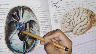 Dural Venous Sinuses part 2 very easy to understand neuroanatomy [upl. by Imef]