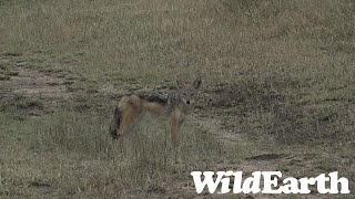 WildEarth  Sunset Safari  14 April 2022 [upl. by Anabahs323]