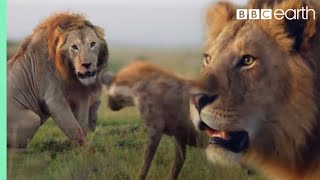 ONE HOUR of Amazing Animal Moments  BBC Earth [upl. by Eatnahs]